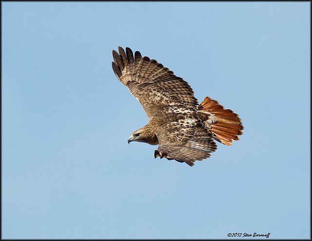 _2SB2808 red-tailed hawk.jpg